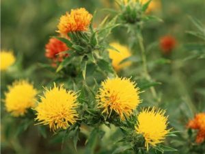 ペルシャ絨毯に使用される天然染料 ペルシャ絨毯専門店フルーリア東京 ペルシャ絨毯に使用される天然染料 ペルシャ絨毯専門店フルーリア東京