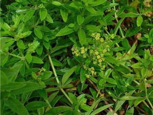 セイヨウアカネ(西洋茜)