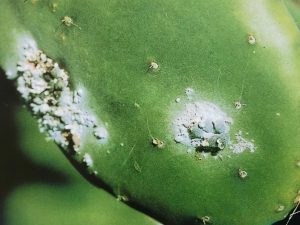 コチニール(カイガラムシ)