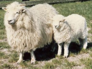 ドライスデール種の羊